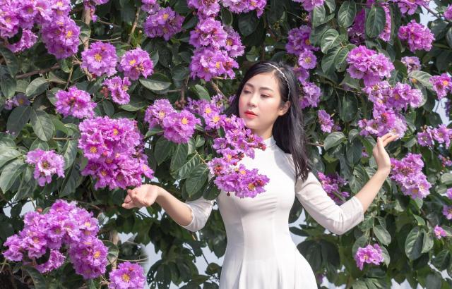 Chụp ảnh hoa bằng lăng ở Hà Nội